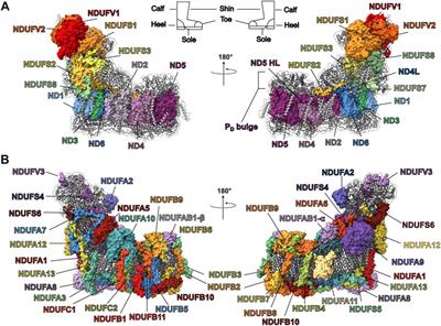 The Mysterious Multitude: Structural Perspective on the Accessory Subunits of Respiratory Complex I